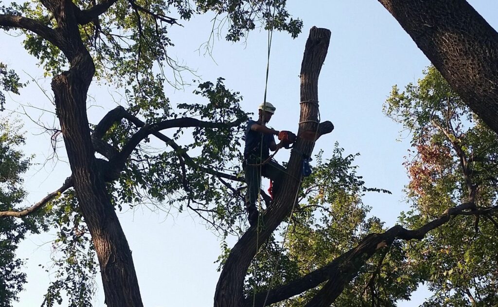 A man in a tree with a rope.