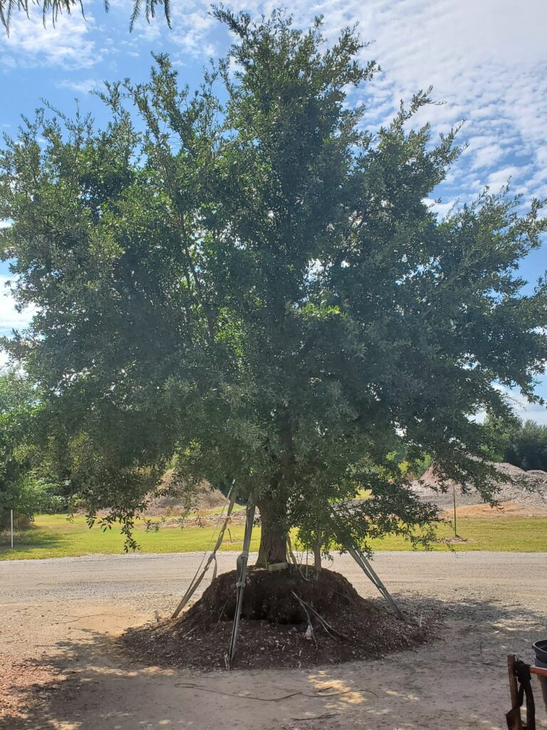 A large tree is sitting in the dirt.