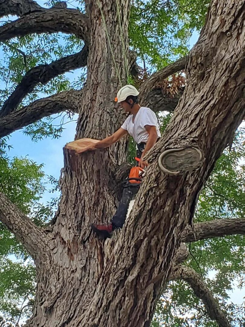 Tree Care done right!